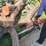 फायर स्टेशन बागेश्वर की टीम ने ग्राम अपराड़ा व धौपलासेरा में आवासीय भवनों पर गिरे पेड़ हटाए, बड़ा हादसा टला